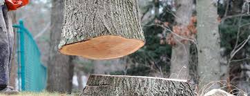 Best Tree Mulching  in Platteville, CO
