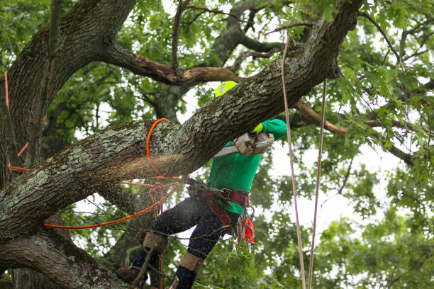 Best Tree Health Inspection  in Platteville, CO