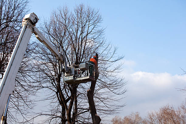 Best Tree Maintenance Programs  in Platteville, CO