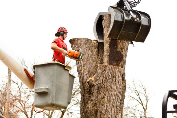 How Our Tree Care Process Works  in  Platteville, CO
